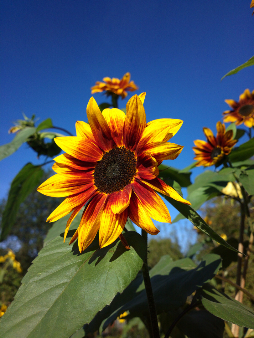 Sonnenblumen im Garten ... Nokia 808 Pureview