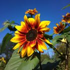 Sonnenblumen im Garten ... Nokia 808 Pureview