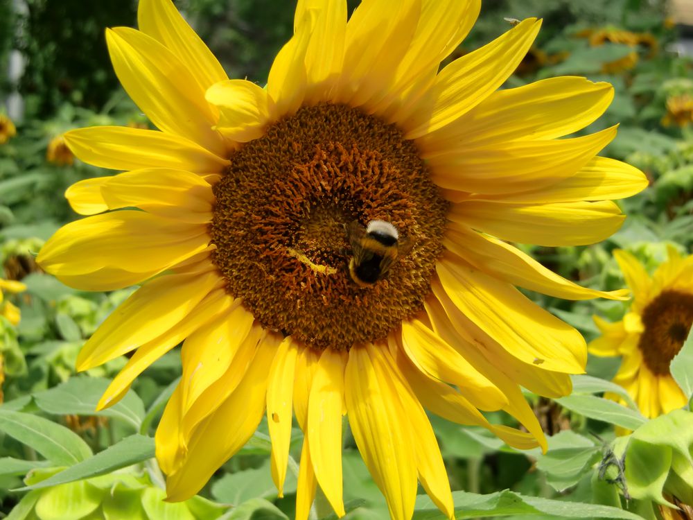 Sonnenblume(n) im Garten von Schloss Trautmansdorf (Meran, Italien)