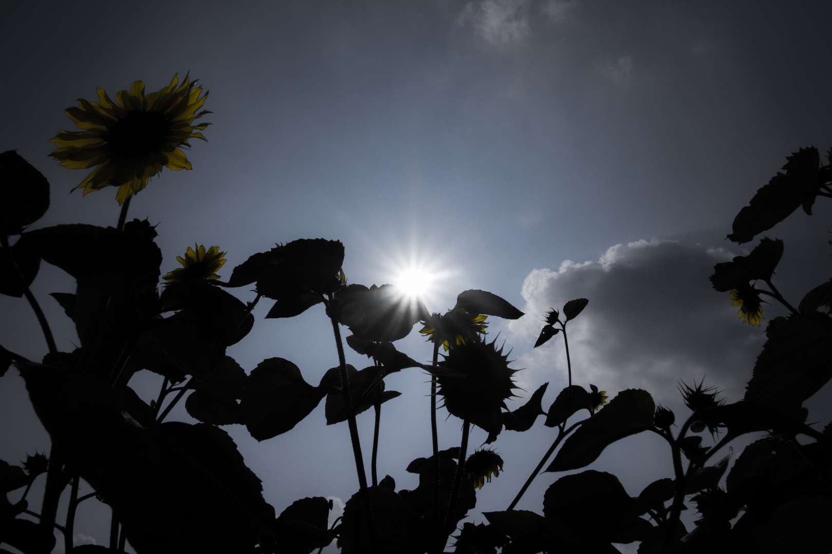 Sonnenblumen im Gegenlicht