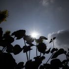 Sonnenblumen im Gegenlicht