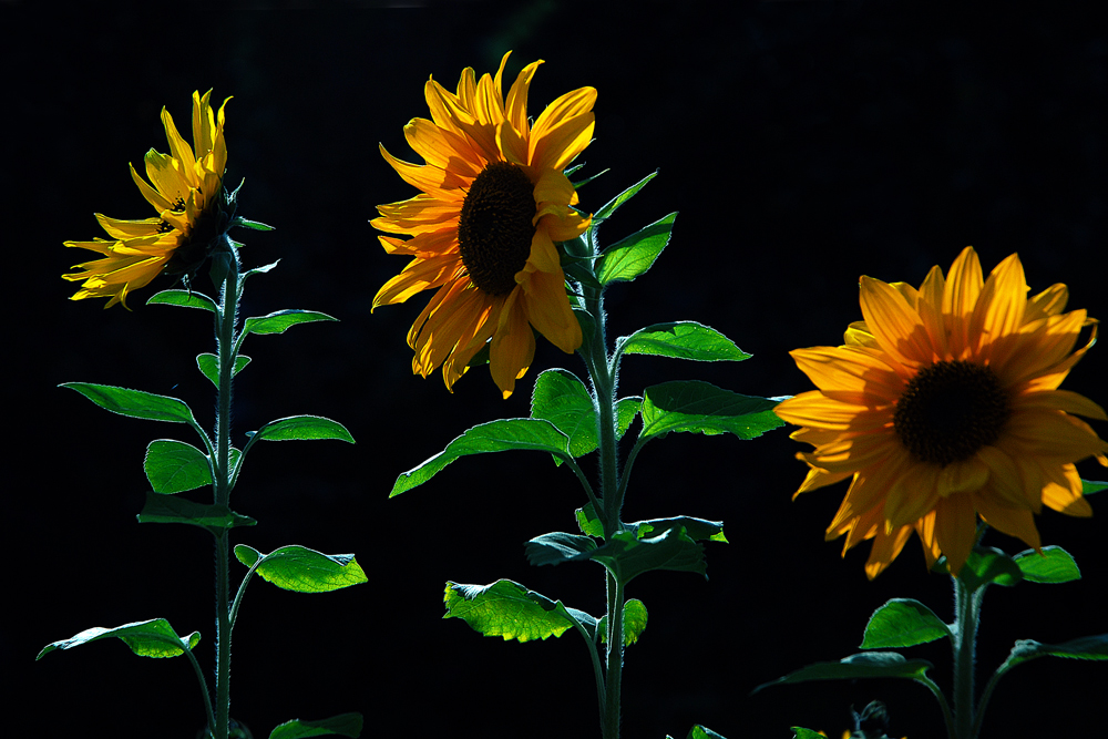 Sonnenblumen im Gegenlicht