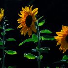 Sonnenblumen im Gegenlicht