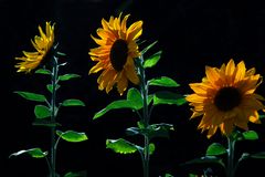 Sonnenblumen im Gegenlicht