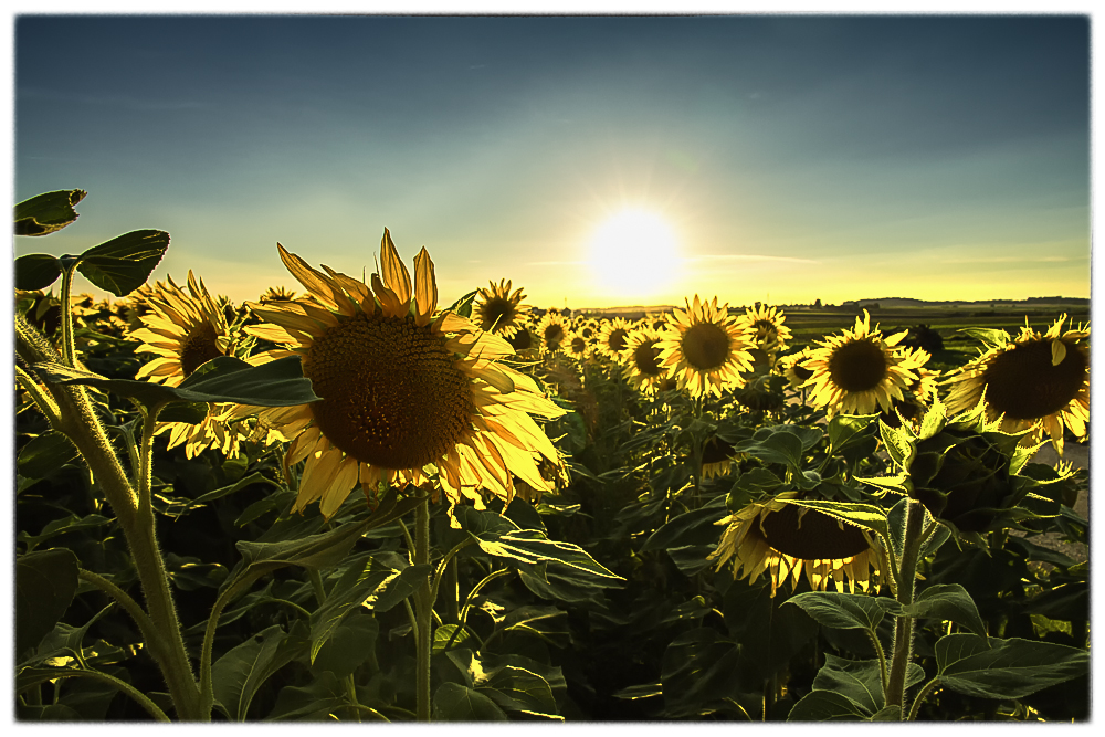 Sonnenblumen im Gegenlicht