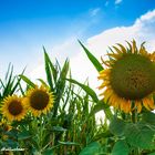 Sonnenblumen im Gegenlicht