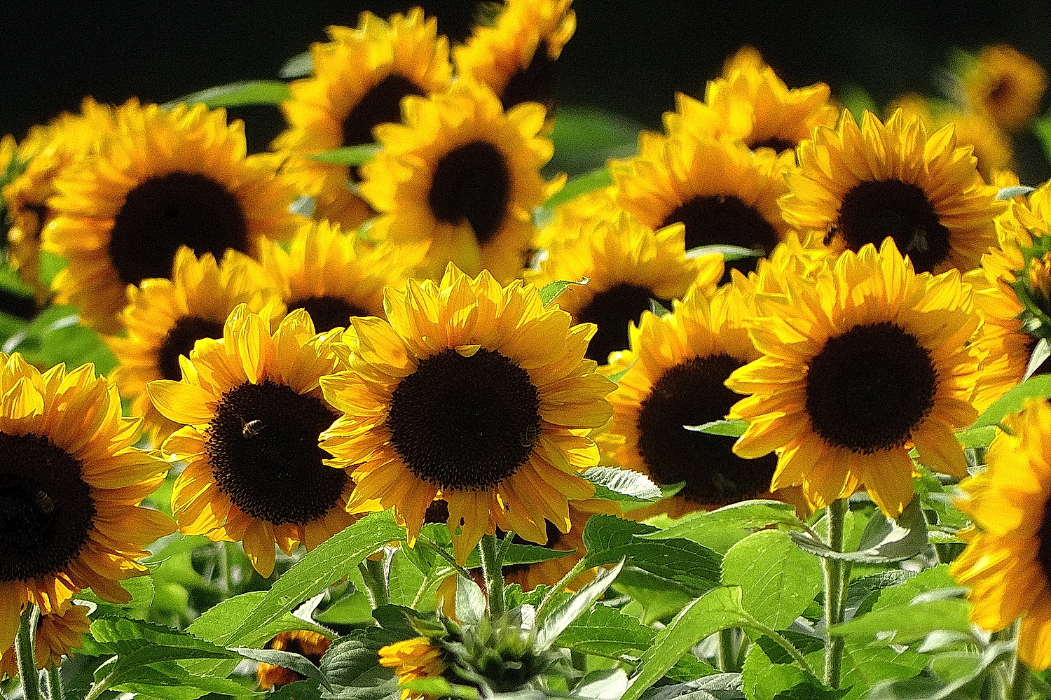 Sonnenblumen im Gegenlicht