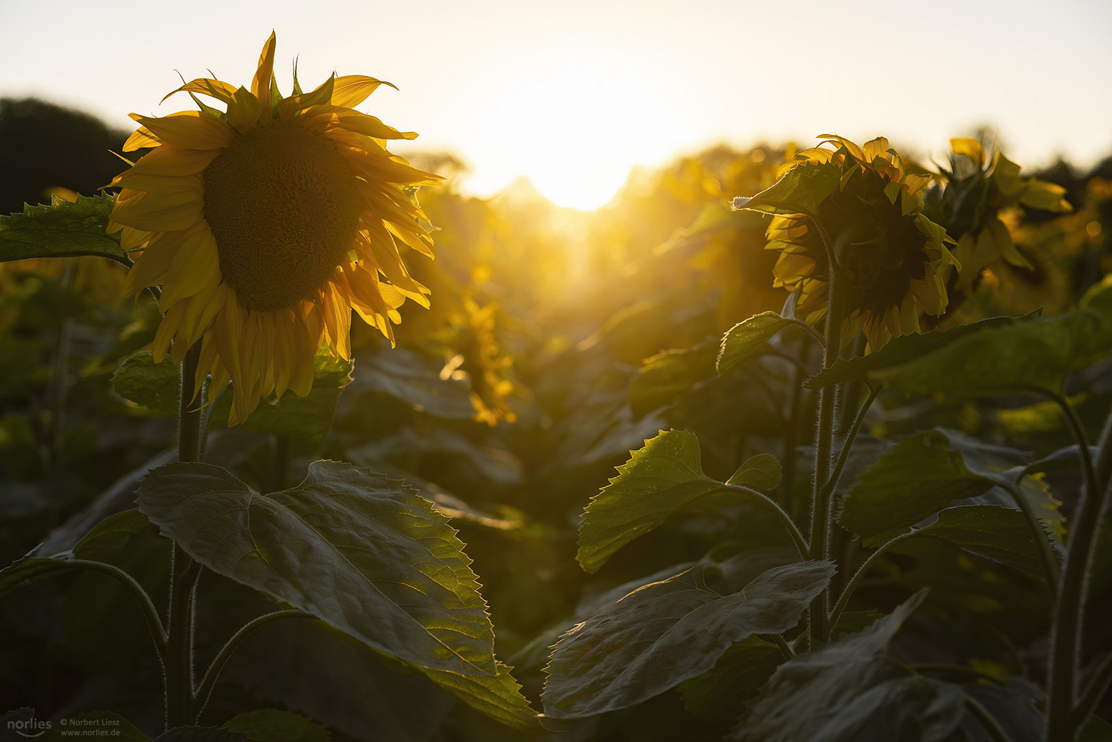 Sonnenblumen im Gegenlicht