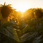 Sonnenblumen im Gegenlicht