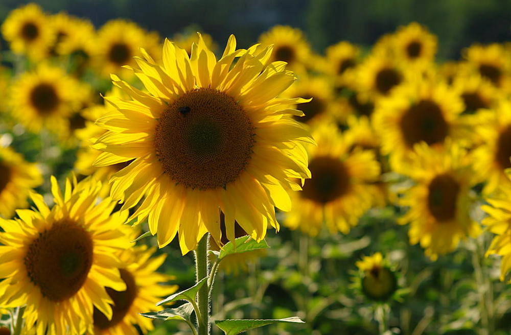 Sonnenblumen im Gegenlicht