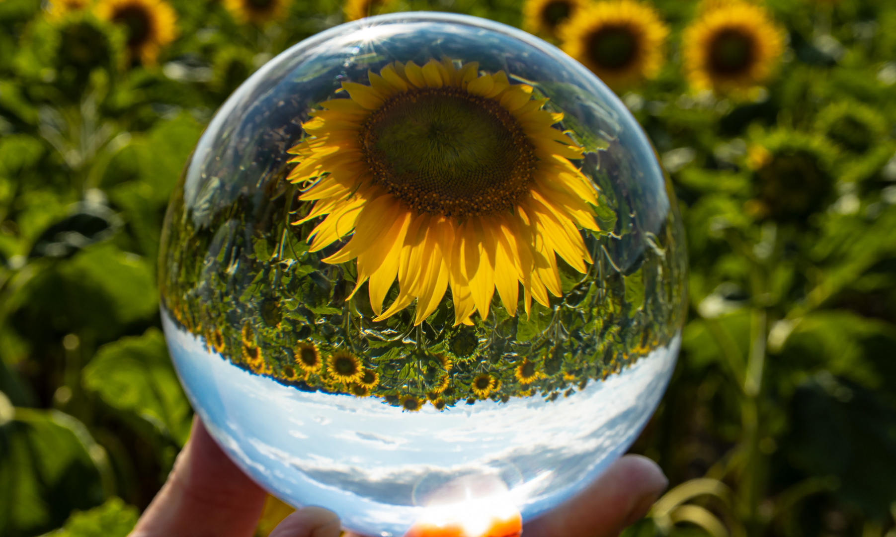 Sonnenblumen im Harz