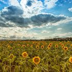 Sonnenblumen im Harz