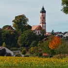 Sonnenblumen im Herbst