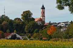 Sonnenblumen im Herbst