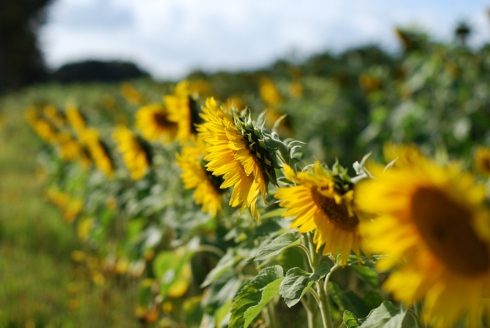 Sonnenblumen im Herbst