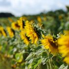 Sonnenblumen im Herbst