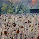 Sonnenblumen im Herbst