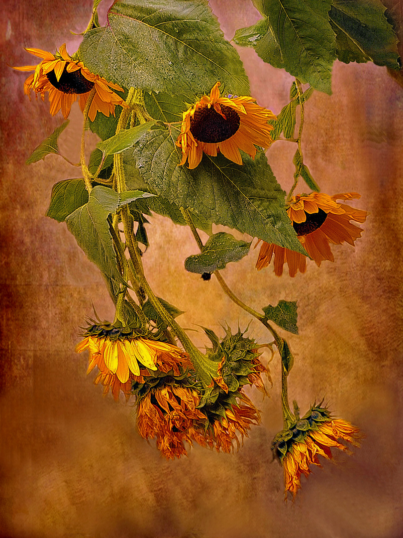  Sonnenblumen im Herbst 