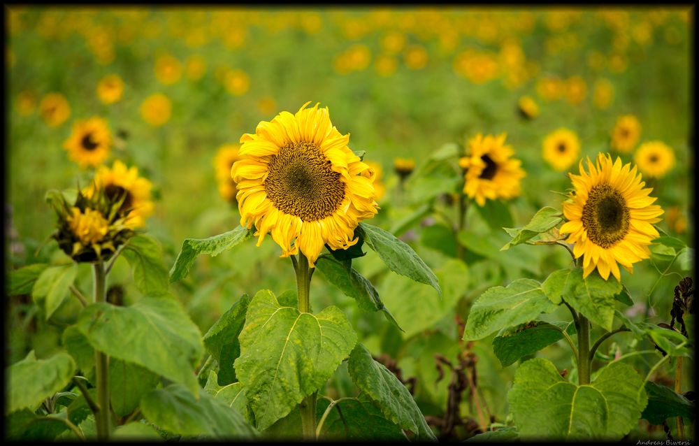 Sonnenblumen im Herbst