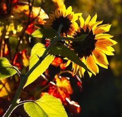 Sonnenblumen im Herbst