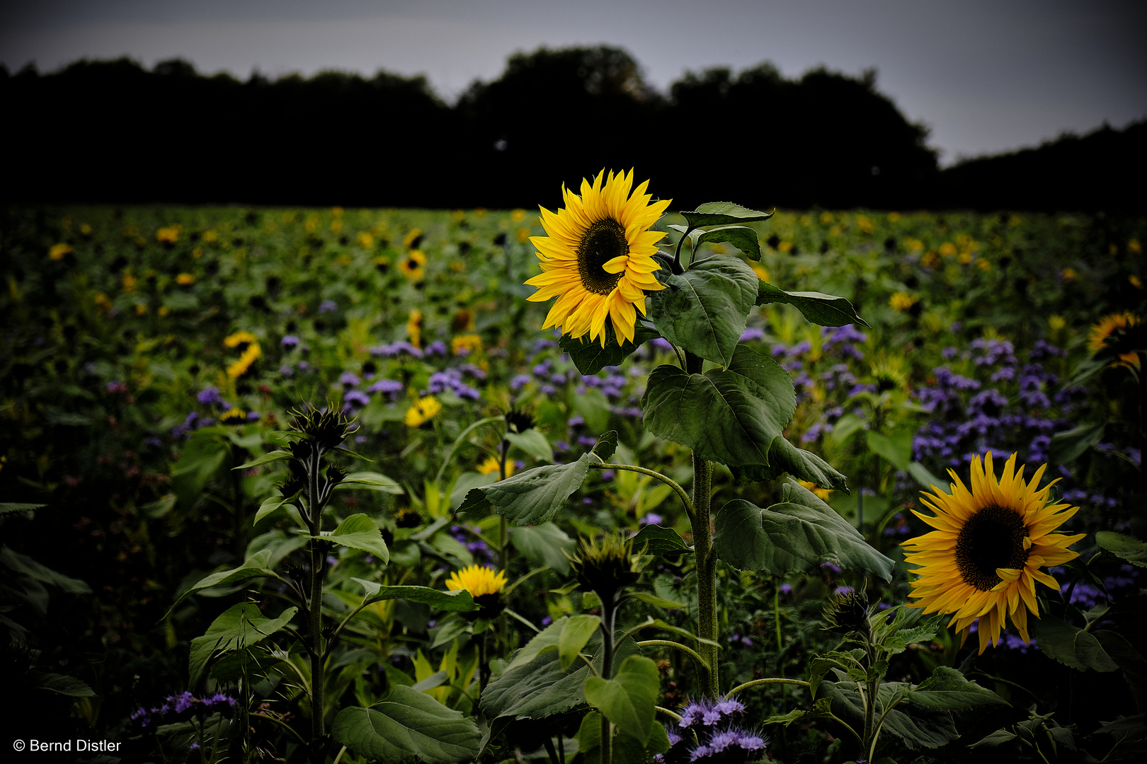 Sonnenblumen im Herbst