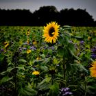 Sonnenblumen im Herbst