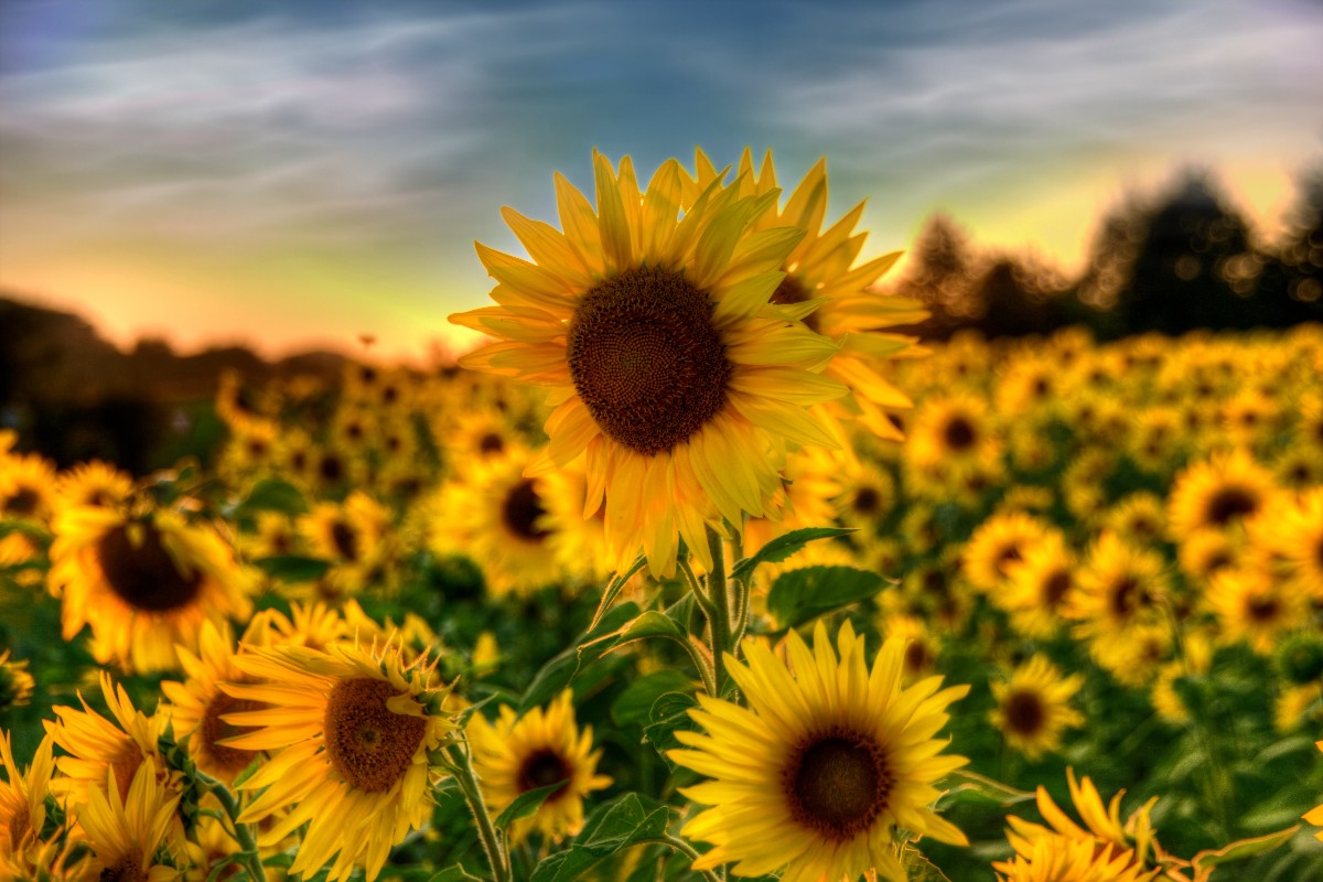 Sonnenblumen im Herbst