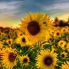 Sonnenblumen im Herbst