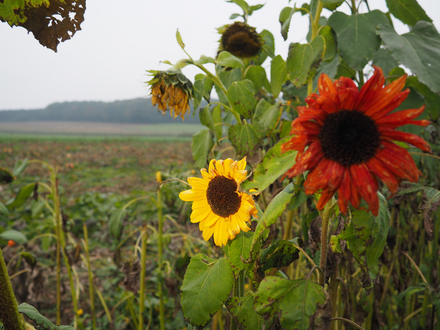 Sonnenblumen im Herbst