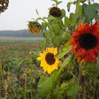 Sonnenblumen im Herbst