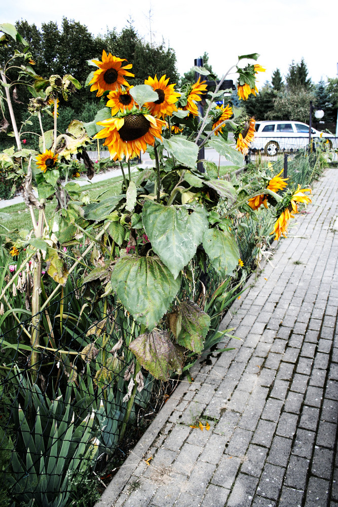 Sonnenblumen im Herbst.