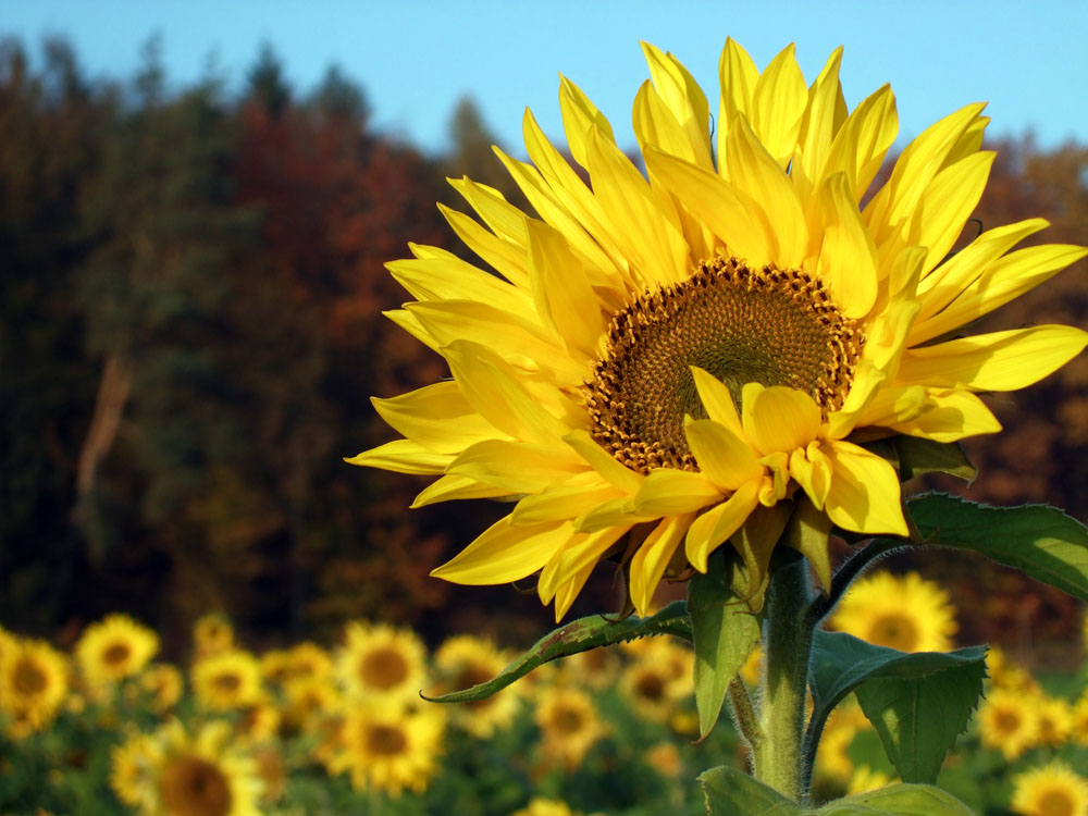 Sonnenblumen im Herbst