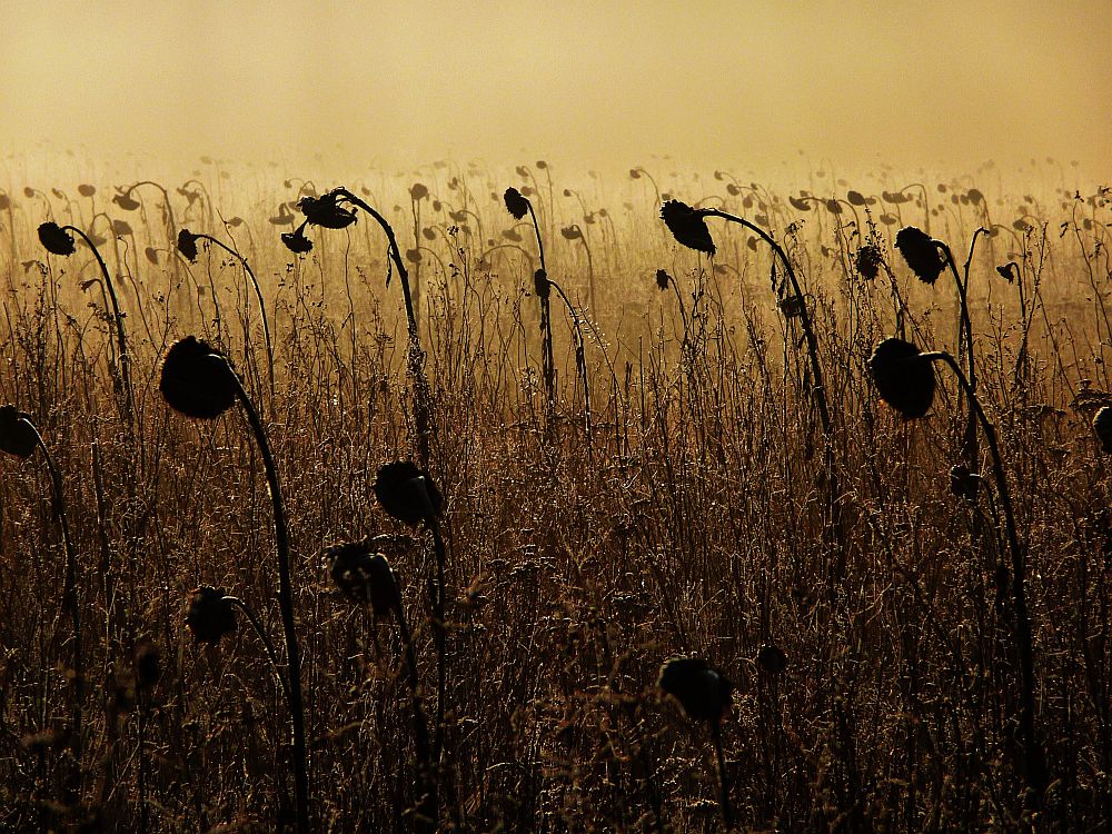 Sonnenblumen im Januar