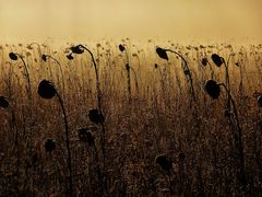 Sonnenblumen im Januar