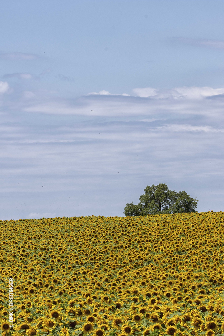 Sonnenblumen im Julifeld