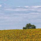 Sonnenblumen im Julifeld