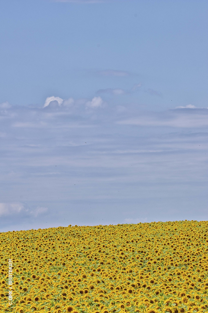 Sonnenblumen im Julifeld