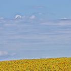 Sonnenblumen im Julifeld