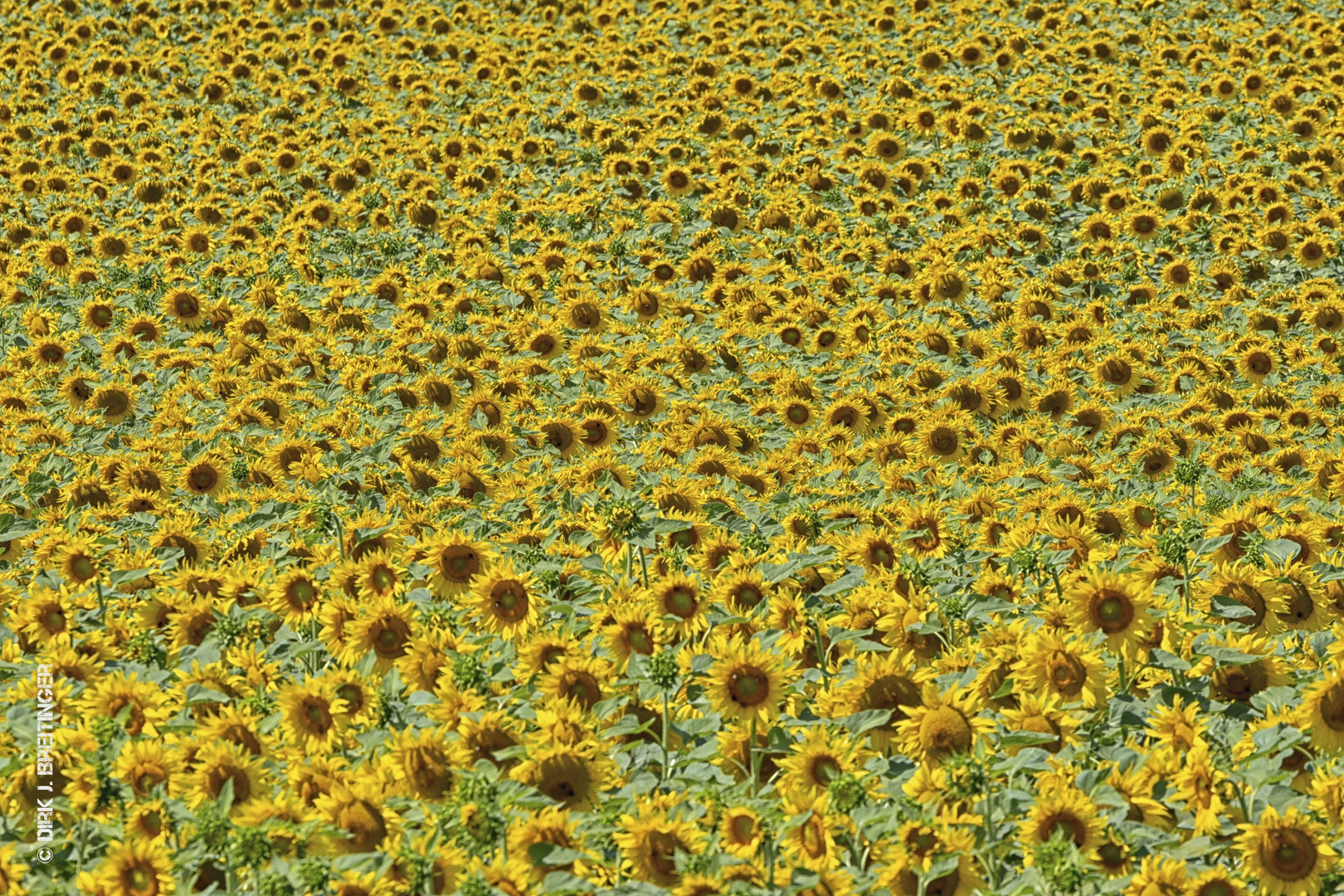Sonnenblumen im Julifeld