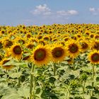 Sonnenblumen im Julifeld