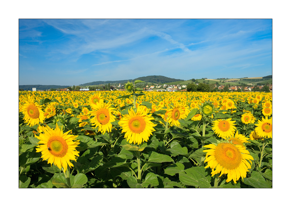 Sonnenblumen im Klettgau