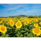 Sonnenblumen im Klettgau