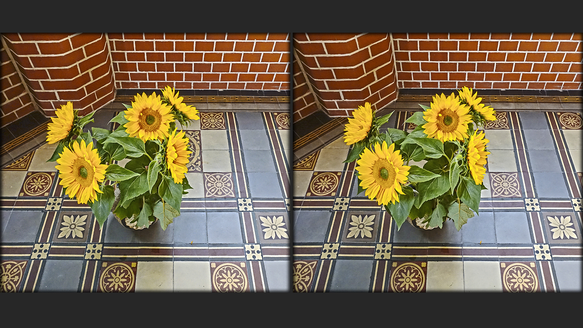 Sonnenblumen im Kreuzblick (3D)