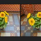 Sonnenblumen im Kreuzblick (3D)