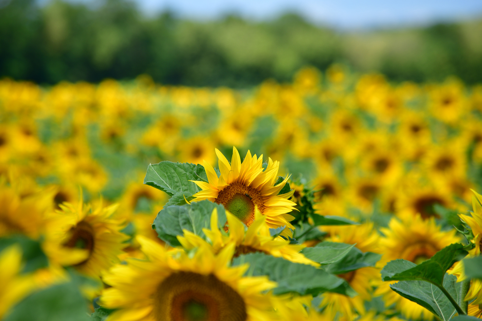 Sonnenblumen im Leithagebirge im Burgenland Sommer 2016