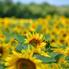 Sonnenblumen im Leithagebirge im Burgenland Sommer 2016