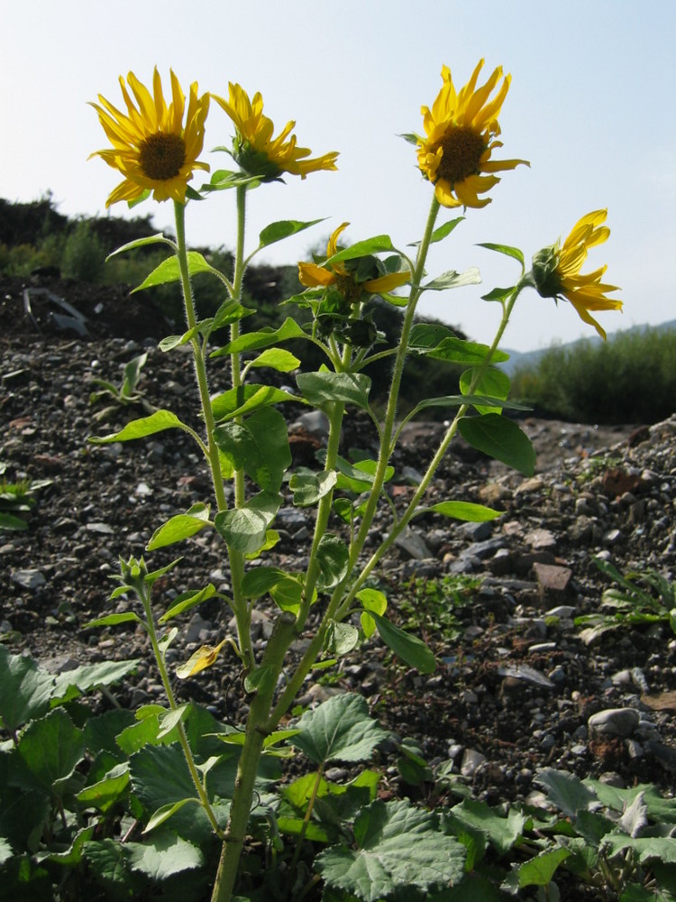 Sonnenblumen im Licht