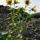 Sonnenblumen im Licht