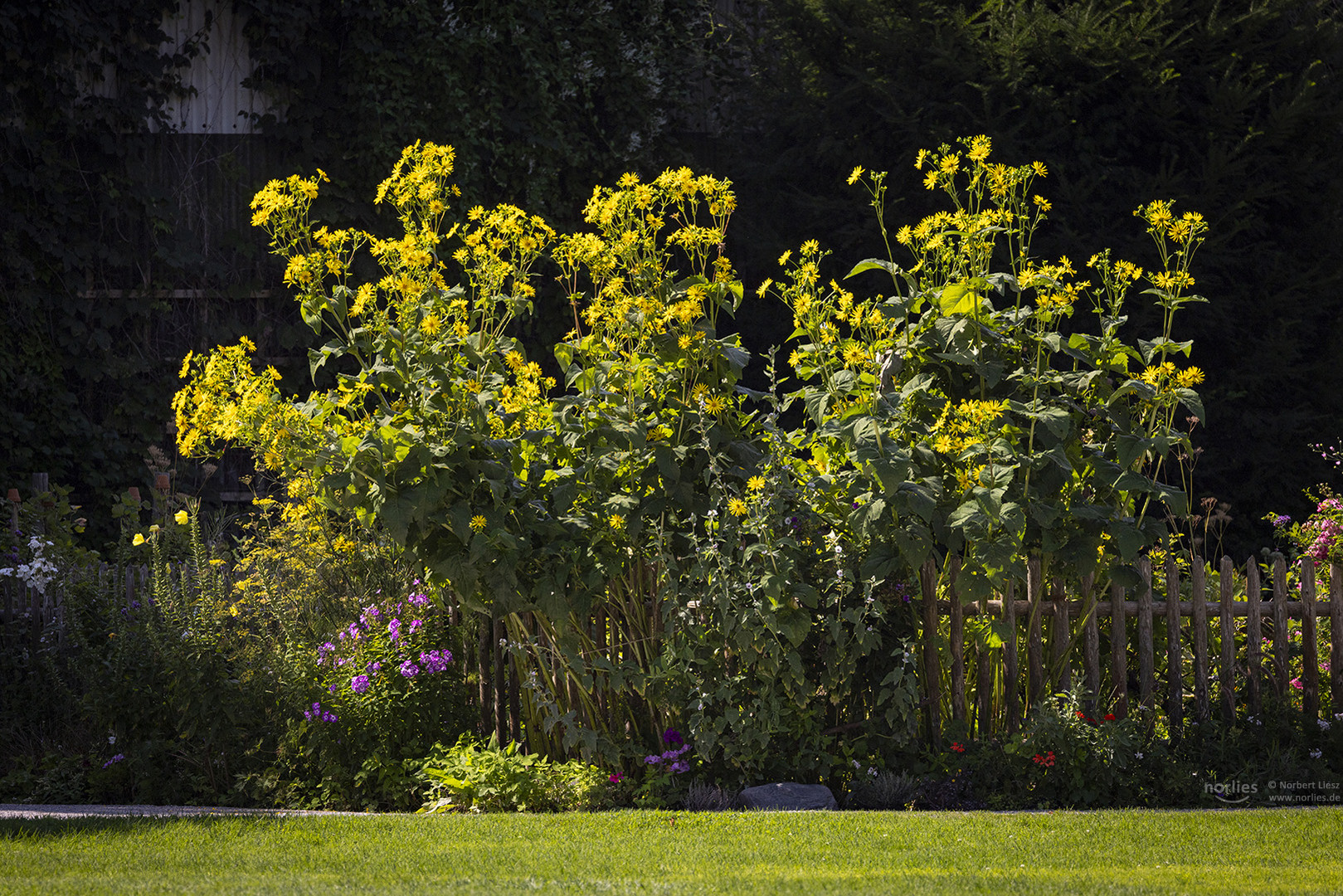 Sonnenblumen im Licht