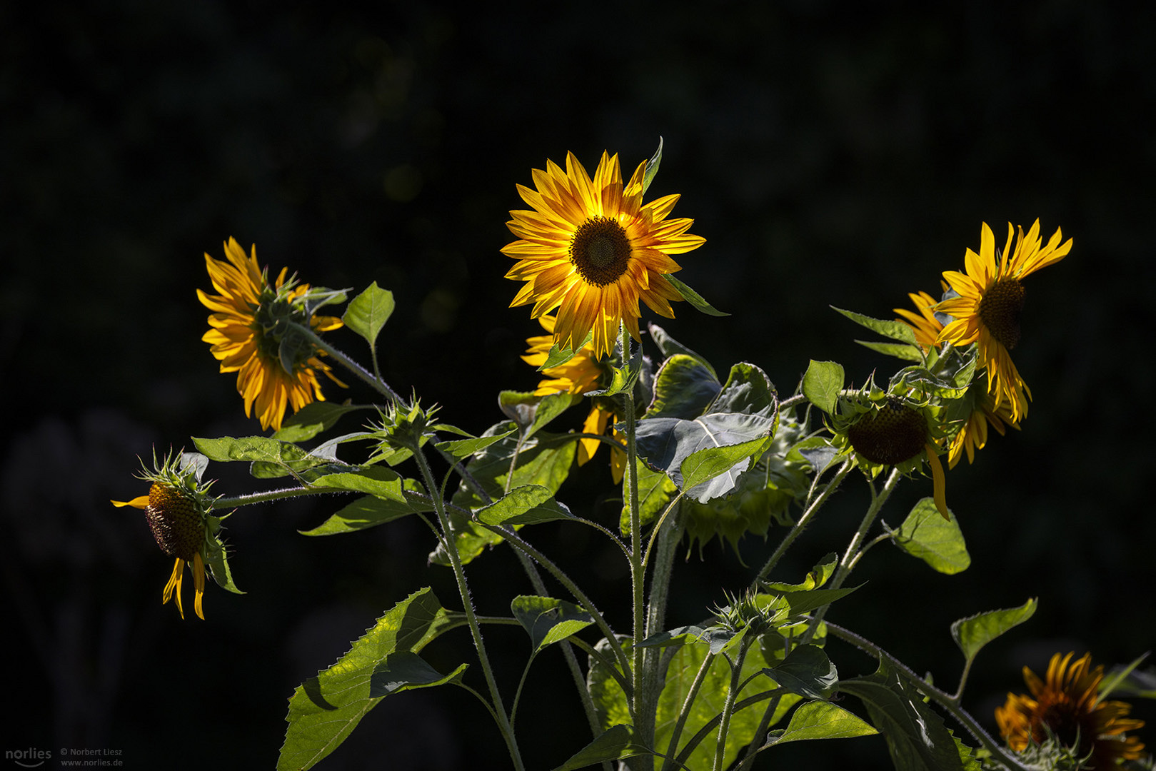 Sonnenblumen im Licht